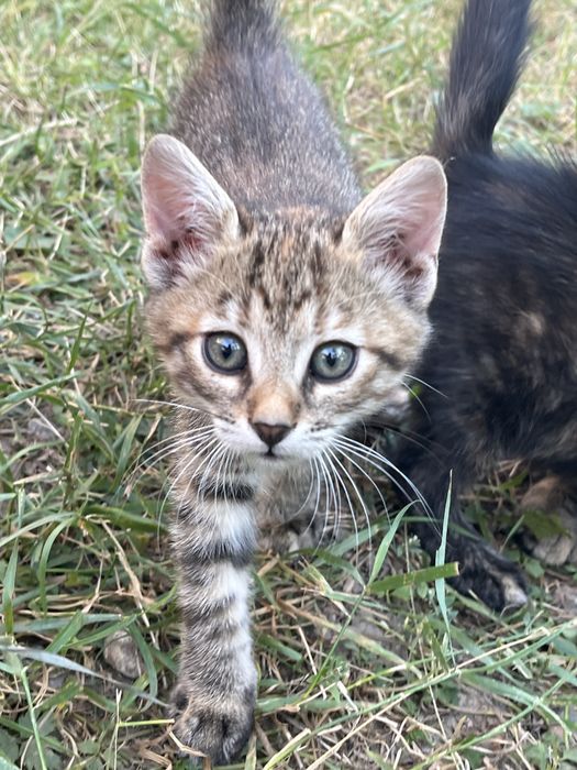 Котенята безкоштовно