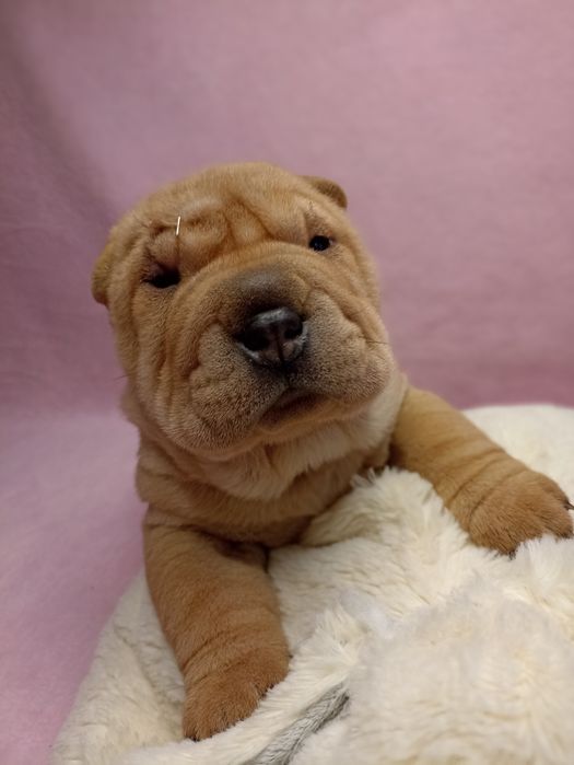 Щенки Шарпей, рыжий окрас