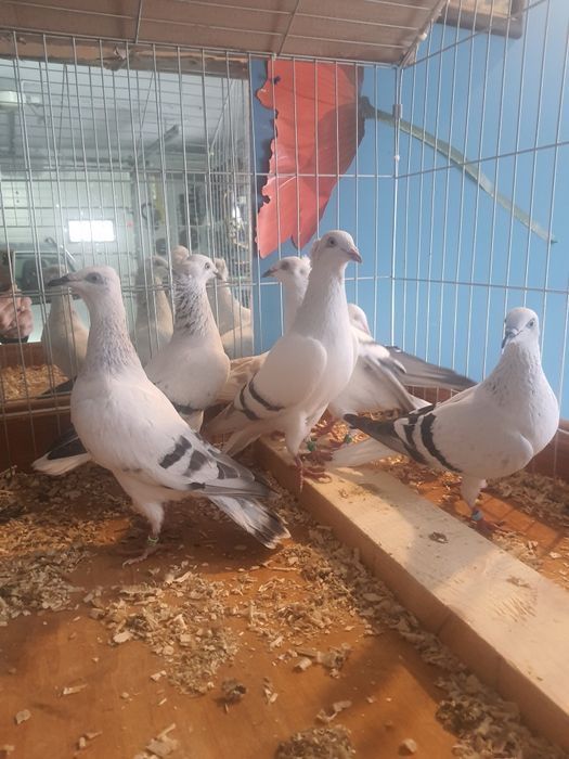 Sprzedam gołębie żałobniki