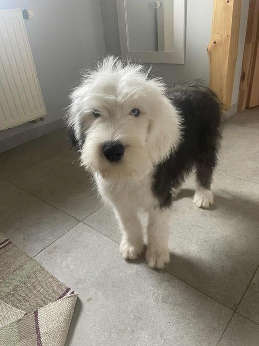 Owczarek staroangielski-Bobtail