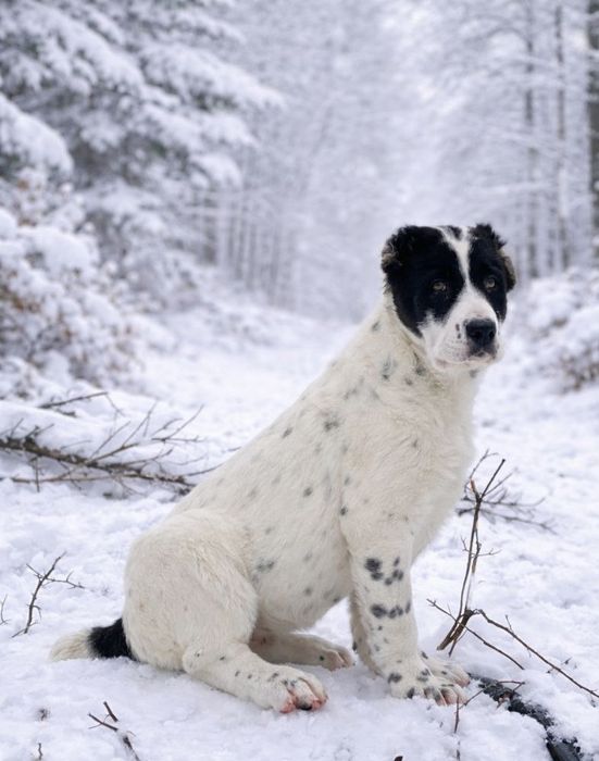 Щенки Алабая. Девочки.