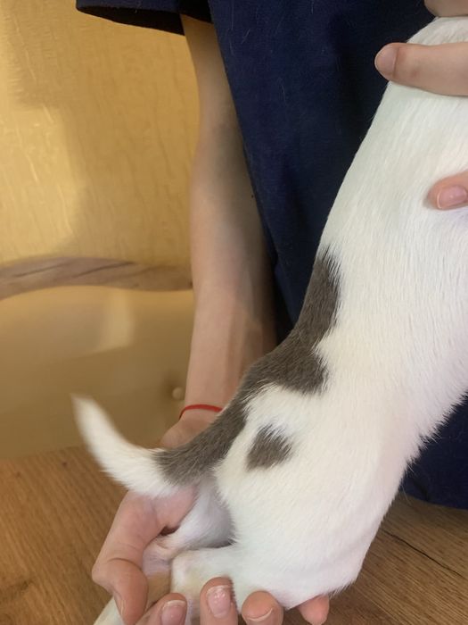 Мини бело-лиловая чихуа девочка, 4 месяца.