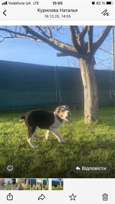 Алабай. Середньо Азіатська вівчарка.