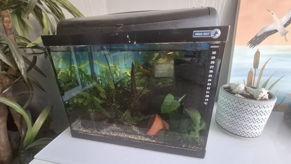 Aquarios peixes com extras