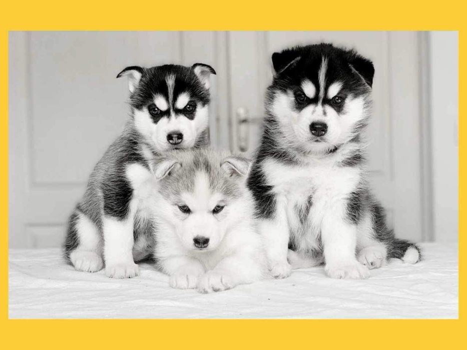 Шикарный шенок хаски. КСУ