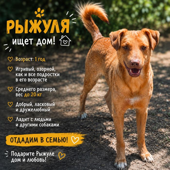 Красавчик отдам в семью