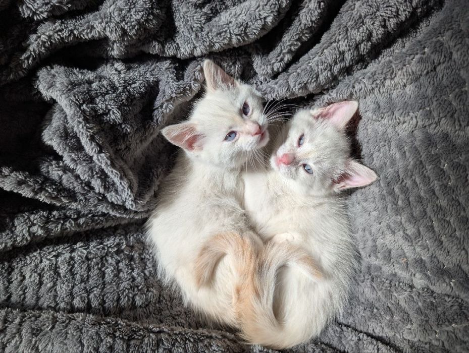 Невська маскарадна , кошенята
