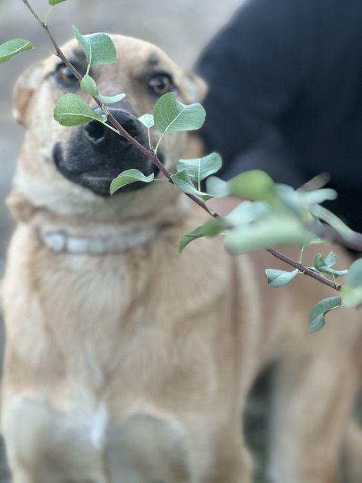 Собака девочка бесплатно