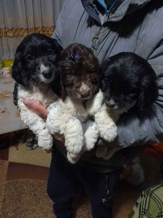 Русский кокер спаниели