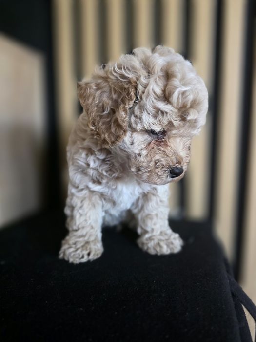 Bischpoo, pochonek.Badania genetyczne.