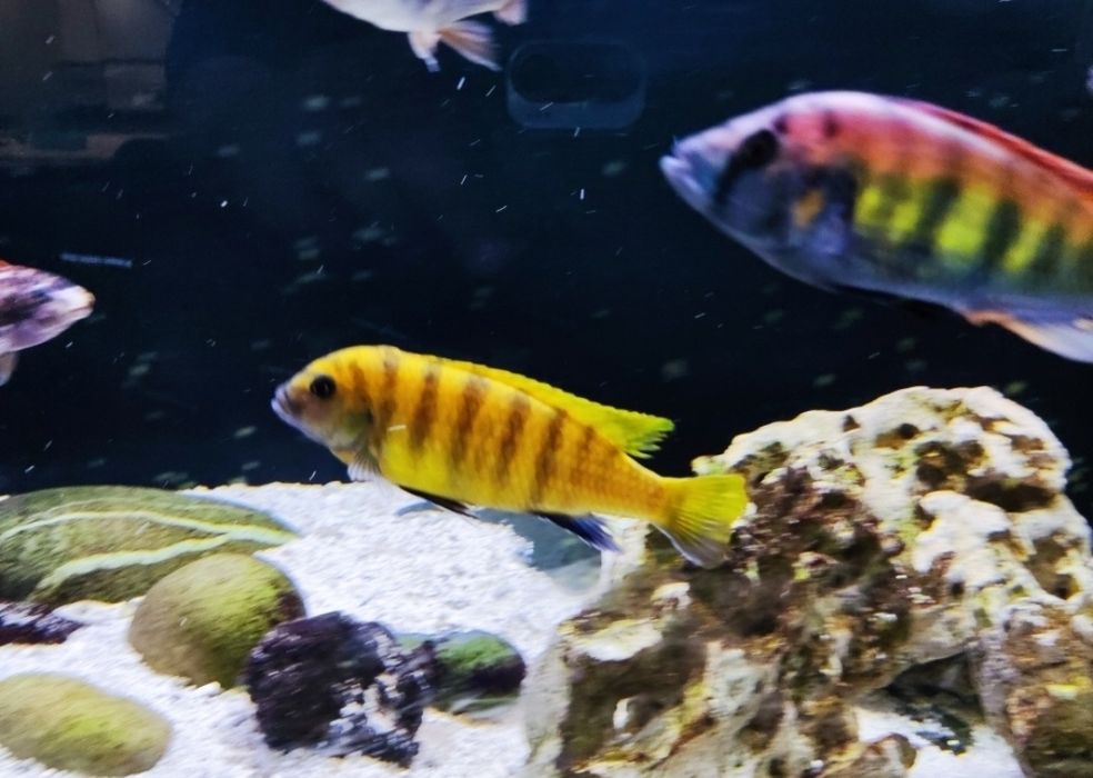 Casais  ciclídeos africanos