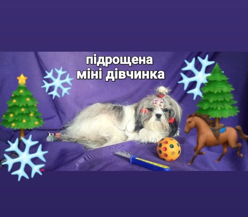 Класні , підрощені ши-тцу є дівчинка і хлопчик- ціна на кожного різна