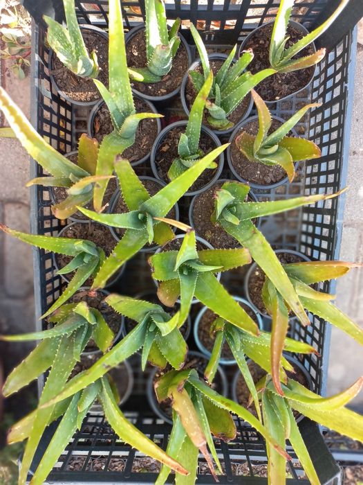 Suculentas "mini"