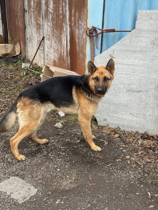 Замечена собака овчарка на Бочарова