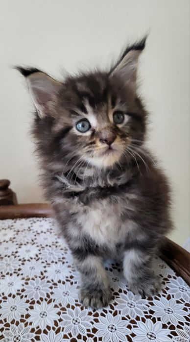 Kocurek rasy Maine Coon z prawdziwym rodowodem