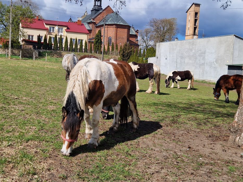 Sprzedam Klacze PKZ !