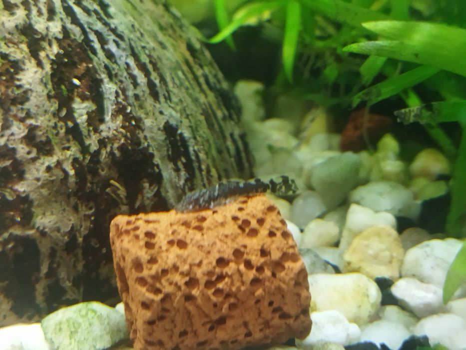 Ancistrus disponiveis