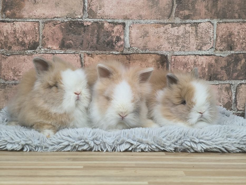 Króliczki karzełki Teddy mini króliki metryka