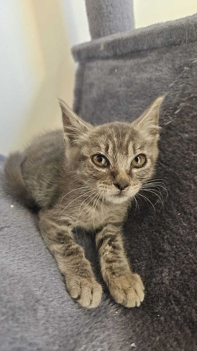 Gatas bebés fêmeas para adoção responsável