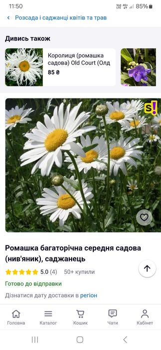 Ромашка велика багаторічна