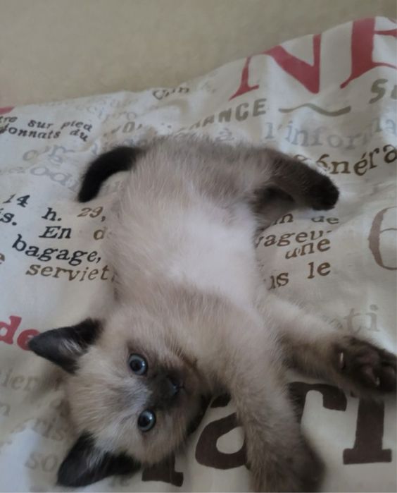 Сиамские , Сіамські , Тайські , Тайские кошенята