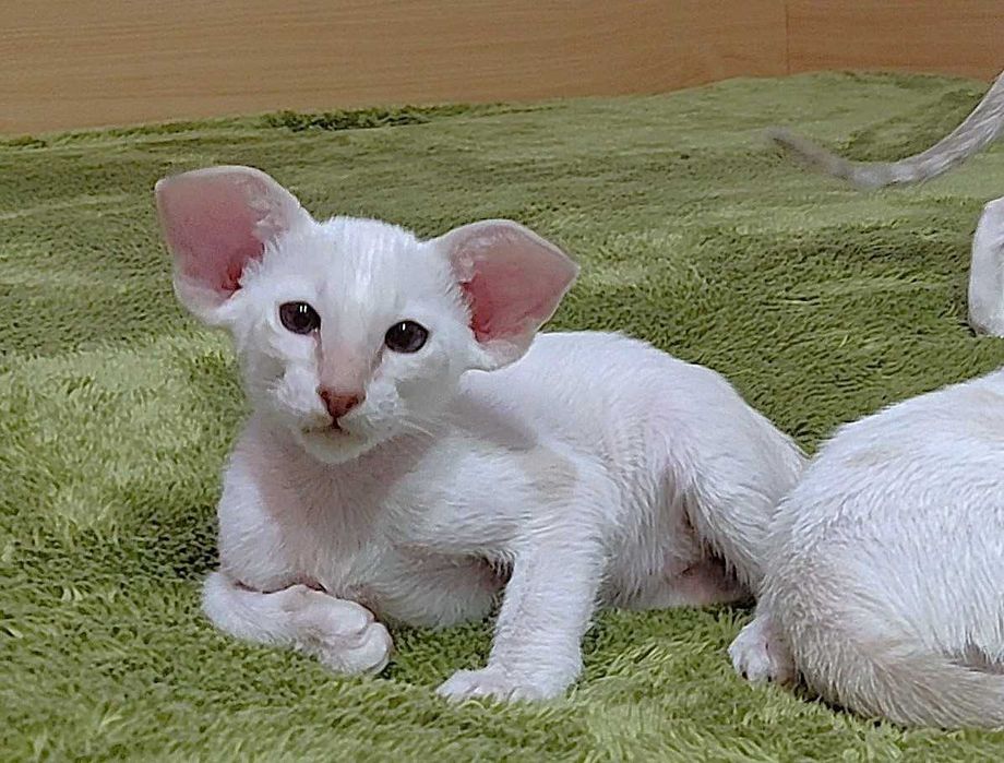 Орієнтали хлопчик Барс та дівчинка Бланш