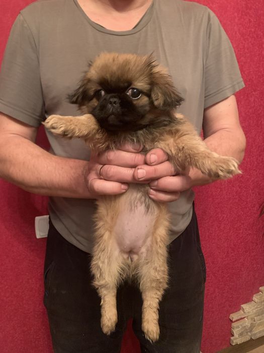 Продам цуценят Пекінесиків