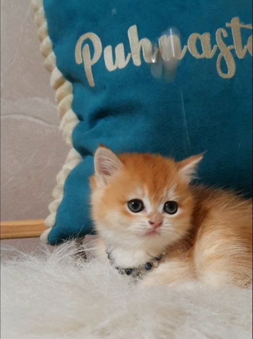 Британська золота шиншила ny12