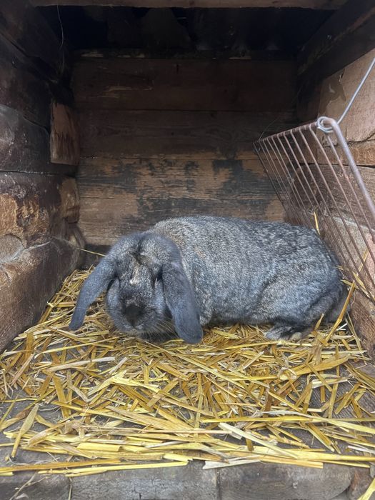 Самка Французкий баран