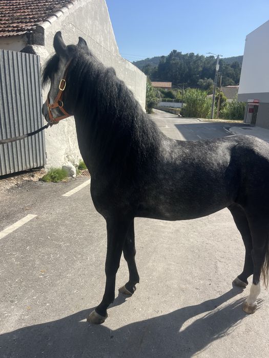 Duplo ponei castrado 1,40