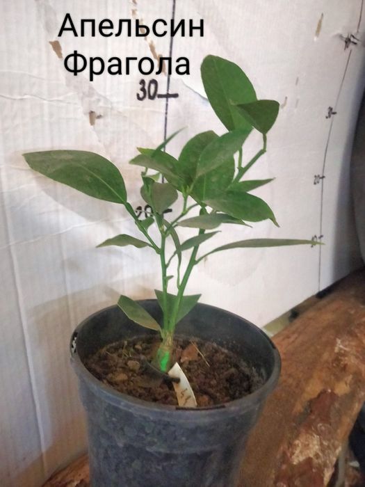 Мандарини ,лимони,апельсини  та інше