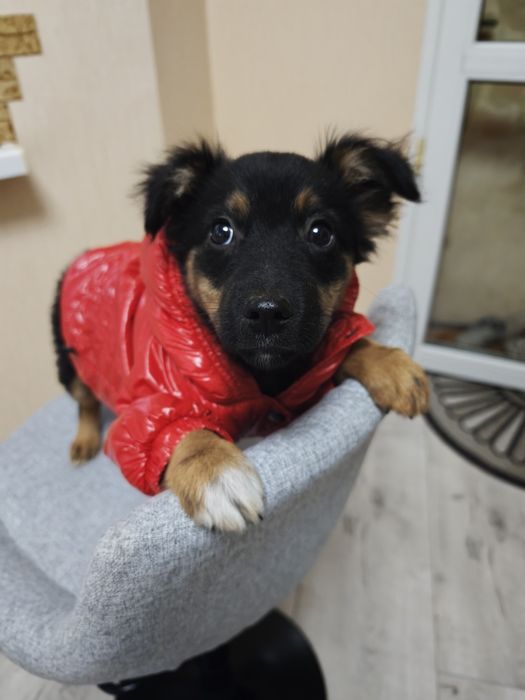 цуцик щенок собака
