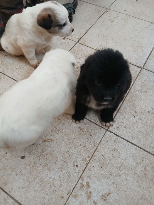 Cachorras para adotar