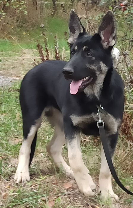 Цуценята Східно Європейської вівчарки.