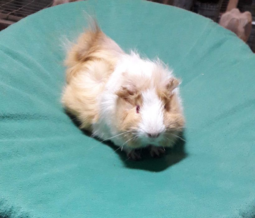 Морські свинки, розетка