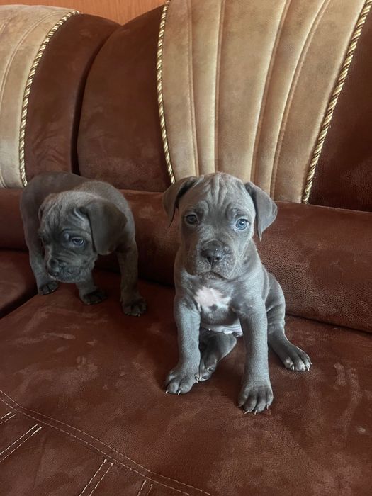 Кане - корсо  до Нового року