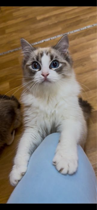 Piękny kotek rasy ragdoll