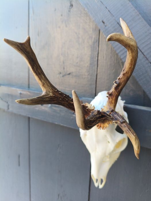 Kozioł parostki kozła myłkus baranie rogi rogacze