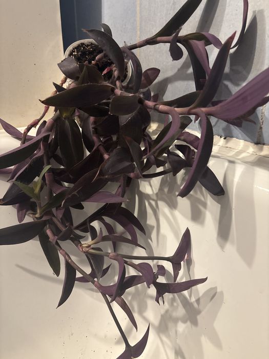 Trzykrotka purpurowa z Grecji