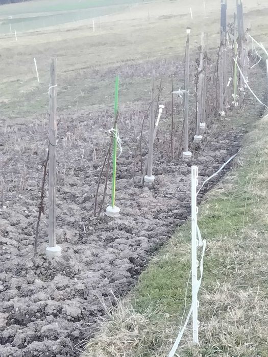 Maliny polany i jeżyny ogrodowe sadzonki