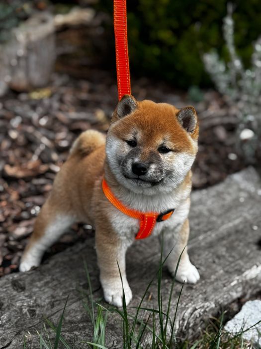Shiba  Inu SACHURA