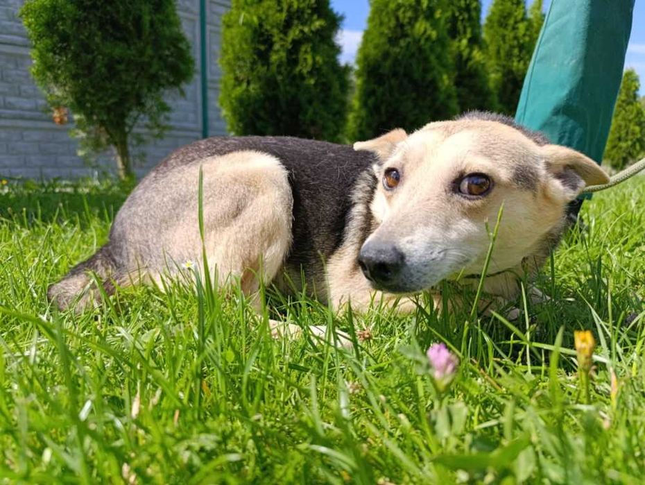 088918 Ben do adopcji.