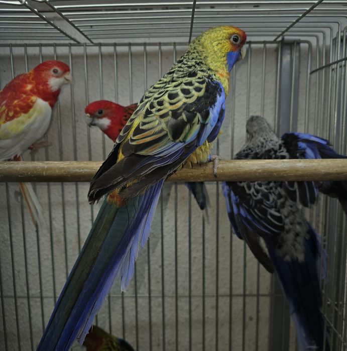 Roselias de varias mutações