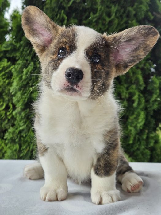Welsh Corgi Cardigan FCI - HUGO BOSS