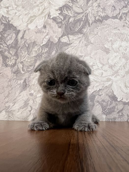 Котята шотландские