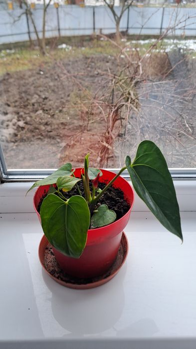 Вазон   Антуріум