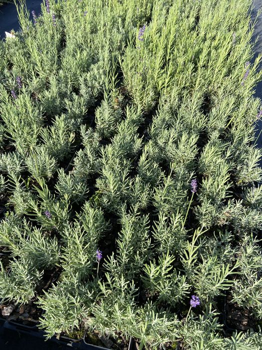 Lawenda (lavandula)