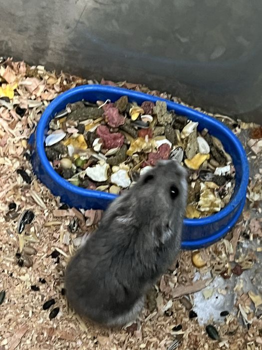 Отдам в хорошие руки бесплатно