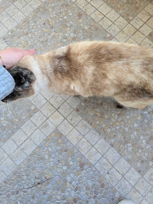 Gatinha para adoção