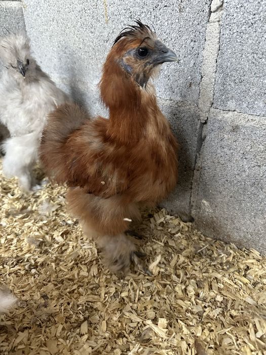 Vendo casal de sedosas do japão